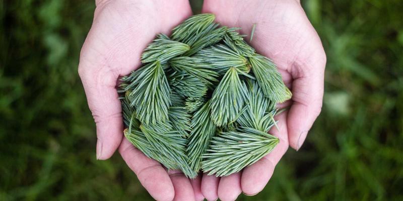 FLZSW技术博客：零信任网络架构（ZTNA）在企业远程办公中的实施路径与关键挑战