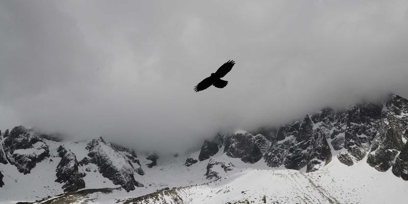 FLZSW：网络技术21时代的资源分享新范式与核心价值