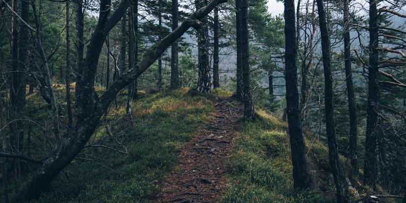 FLZSW资源分享平台深度评测：网络技术爱好者的宝藏库与进阶指南