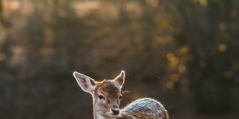 网络技术81：当复古科技遇见FLZSW，一场跨越时空的数字对话