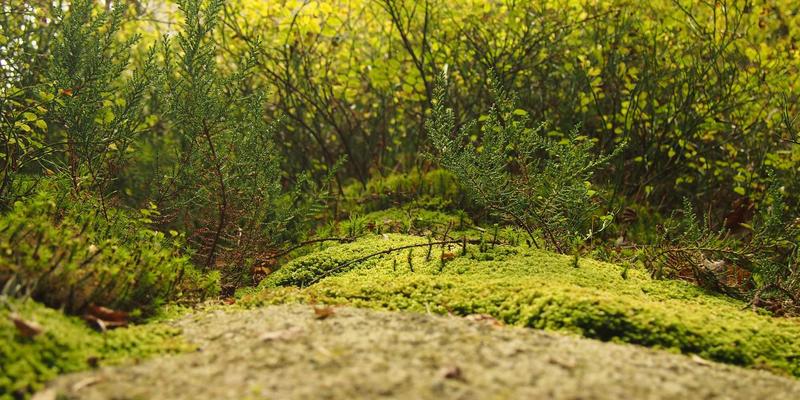 网络技术82：当复古科技与FLZSW编程开发在数字浪潮中重逢